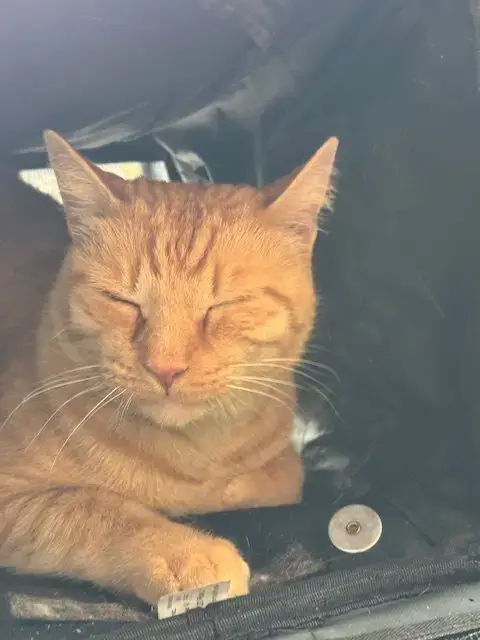 Purrcy photo 4