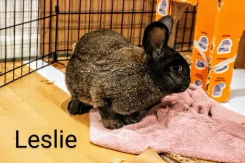 Leslie photo 2
