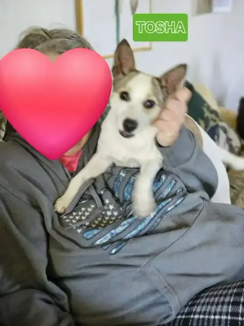 Mintosh Shiba *Local* photo 5