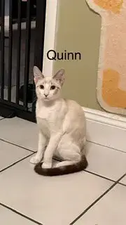 Quinn photo 4