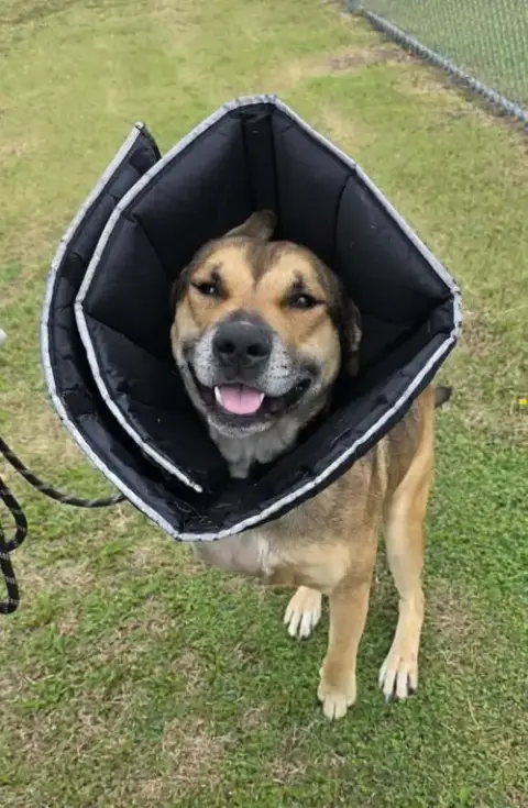 Buddy photo 4