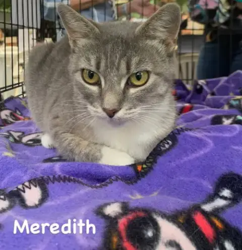 Meredith photo 2