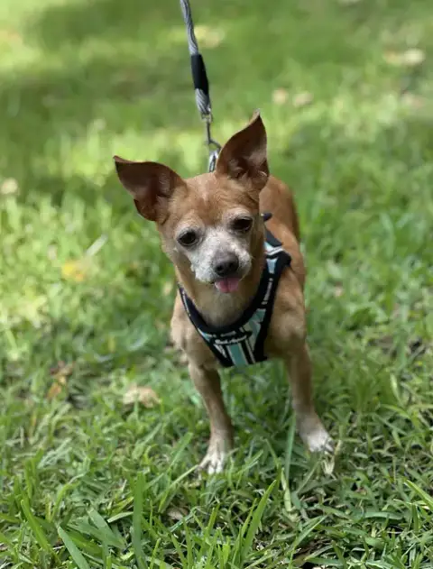 Bebe