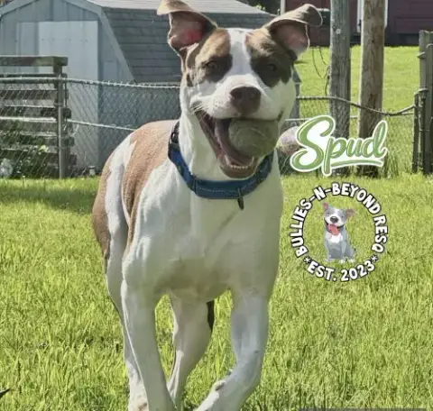 Spud photo 3
