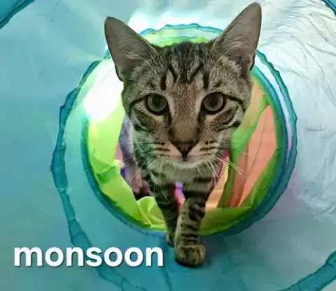 Monsoon photo 5