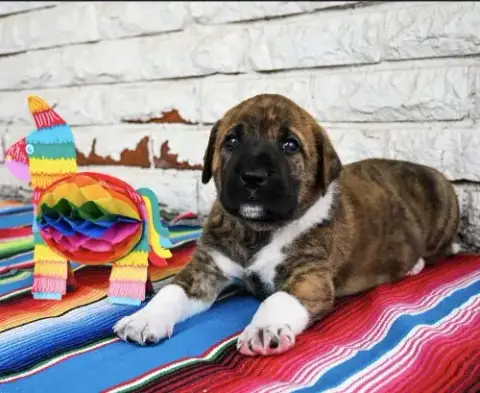 Nacho photo 3