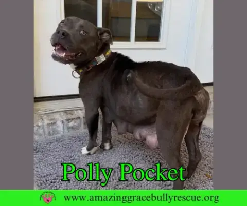 Polly Pocket photo 4