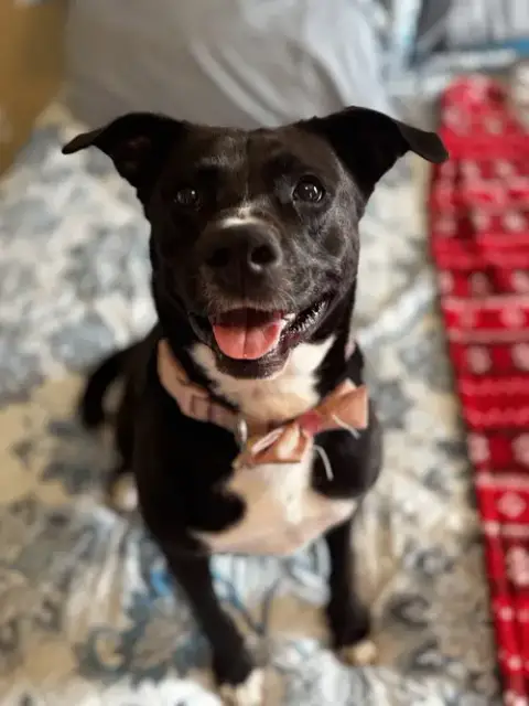 Ember