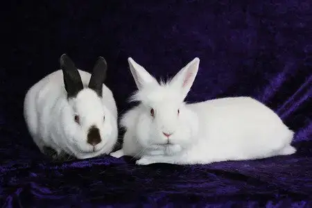 Sugar & Wrigley