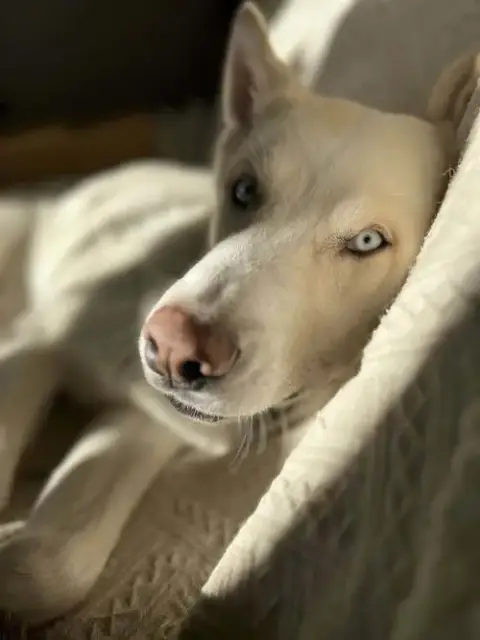 Zeus 2 photo 3