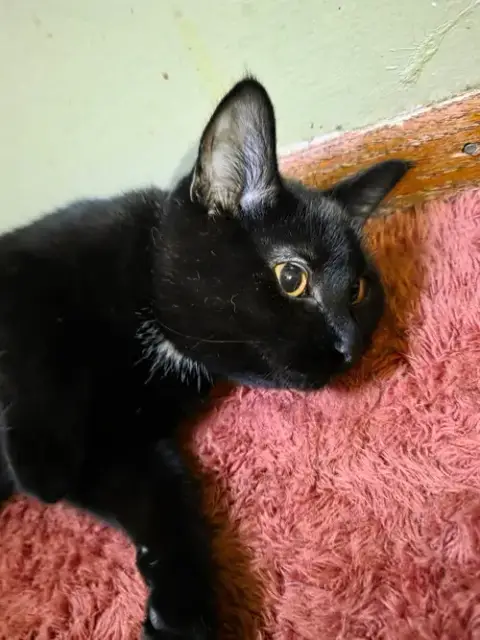 Toothless photo 2