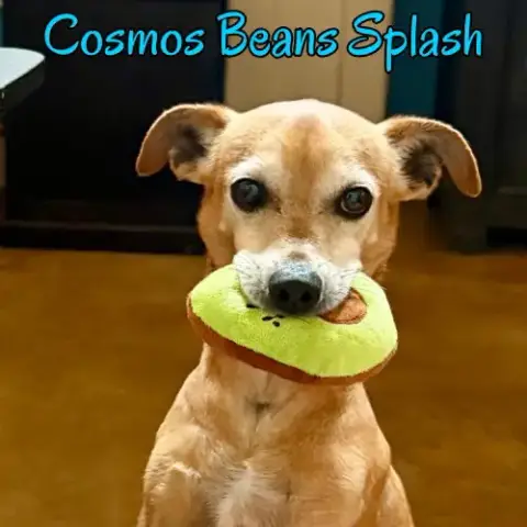 Cosmos Beans Splash photo 2
