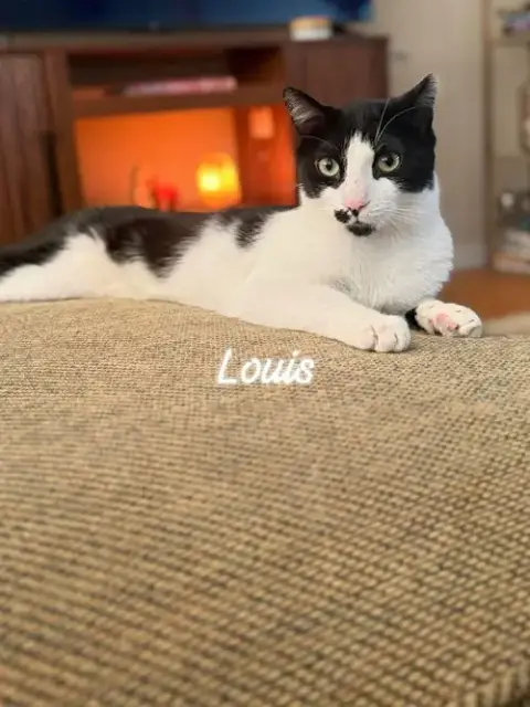 Louis photo 3