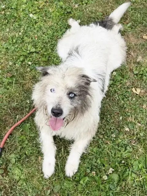 Loki