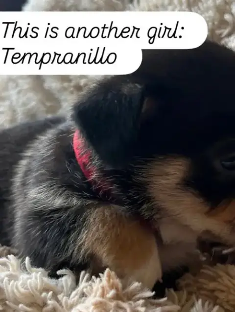 Anne’S Vines photo 2