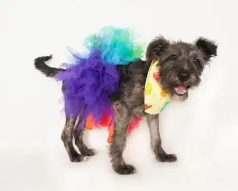 Fiesta photo 4