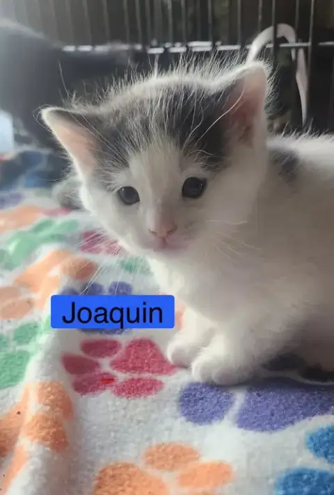 Joaquin photo 2