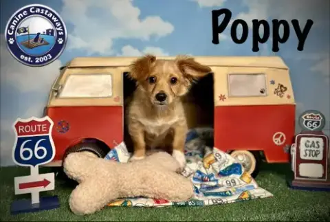 Poppy photo 2