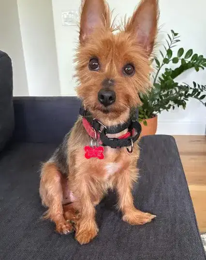 Winston photo 4
