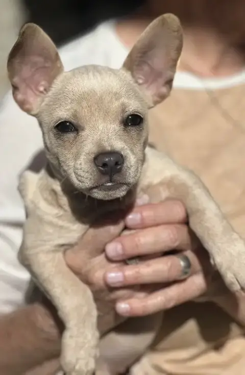 Pixie photo 2