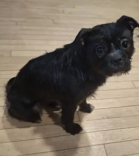 Gigi