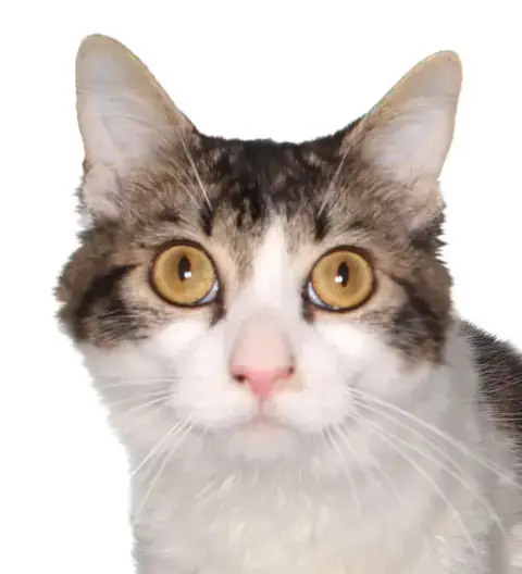 Kammy