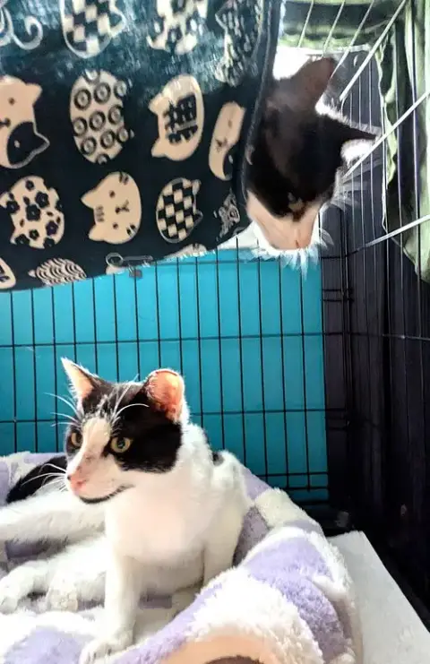 Kitties:  Bonded Pair Basil And Lavender