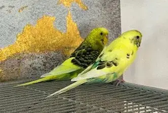 Rita Coco Bleu Kiwi Budge photo 3