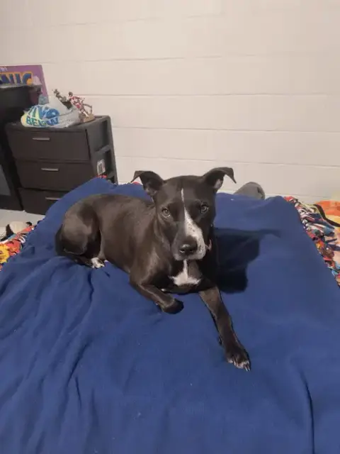 Piper