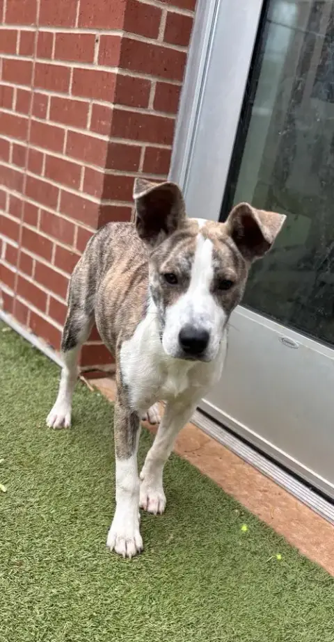 Delilah photo 2