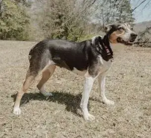 Daisey photo 4