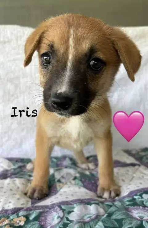Iris photo 2