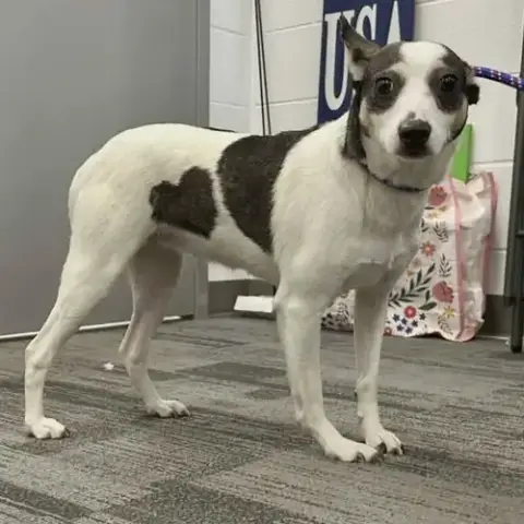 Sheila