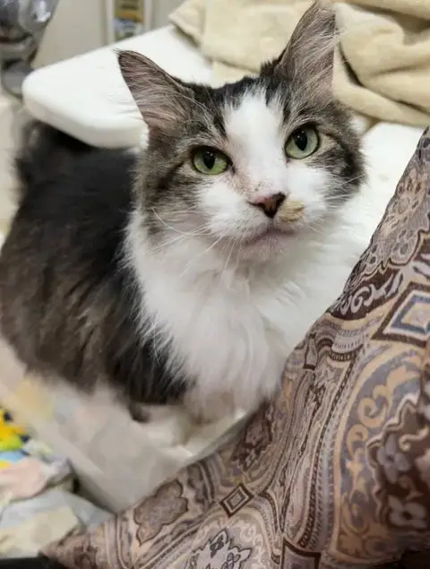 Willow