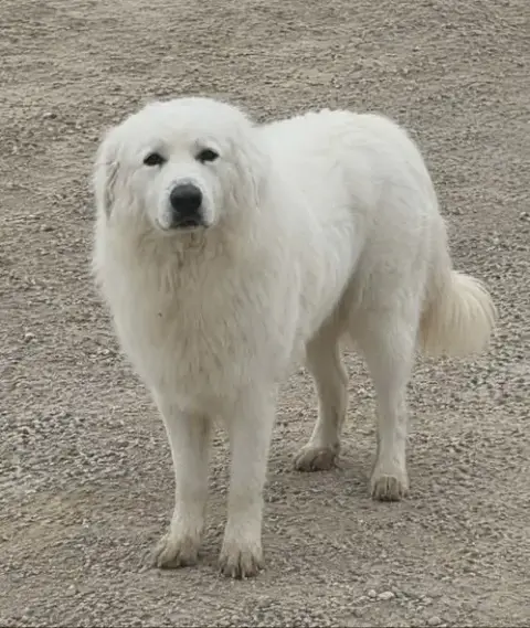 Yeti