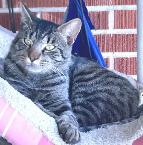 Marvin