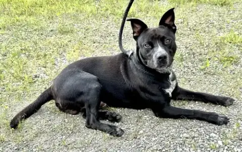 Louie photo 2