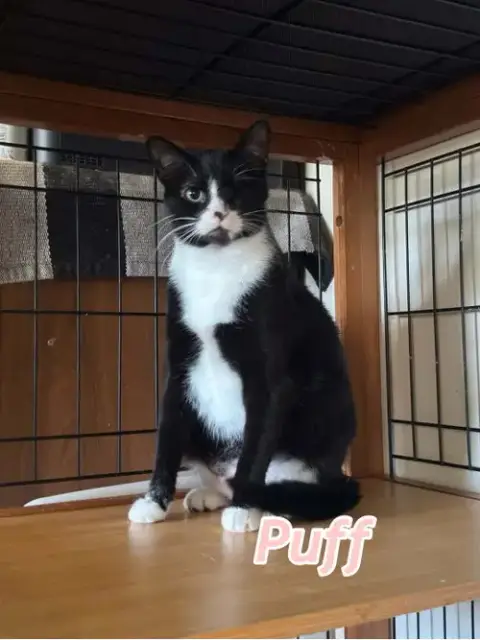 Puff And Puddle photo 4