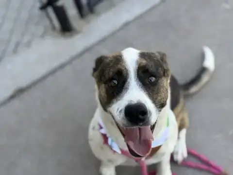 Daisy