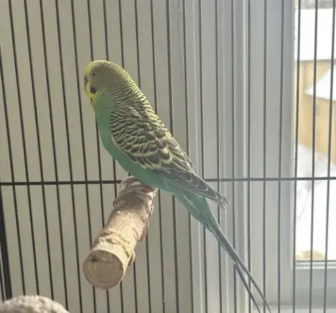 Piper photo 2
