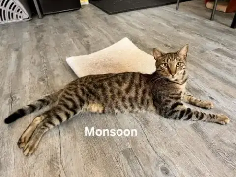 Monsoon photo 4