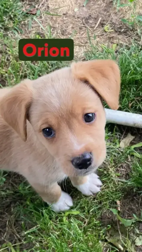 Orion- In A Foster Home