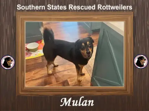 Mulan