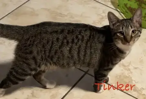 Tinker photo 4