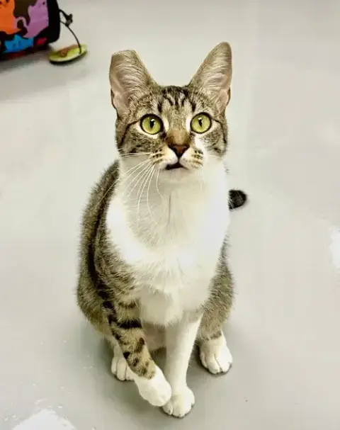 Gigi