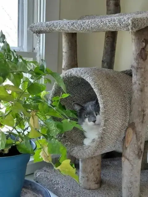 Oliver