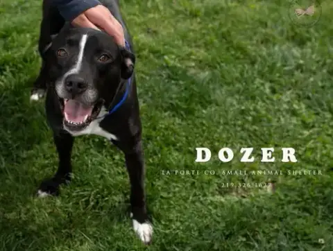 Dozer
