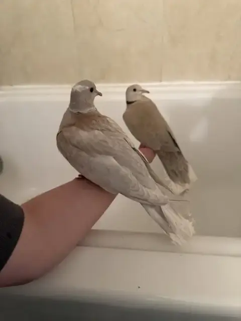 Gracie And Felix