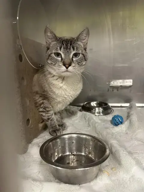 Simba Skitterbean