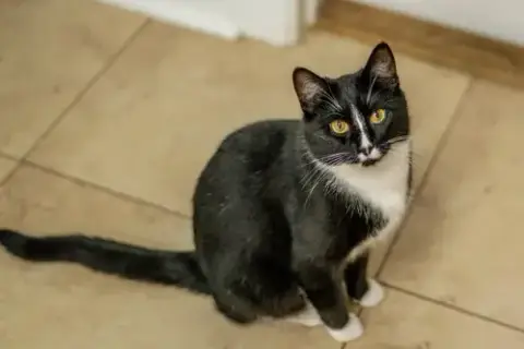 Mau Mau photo 4